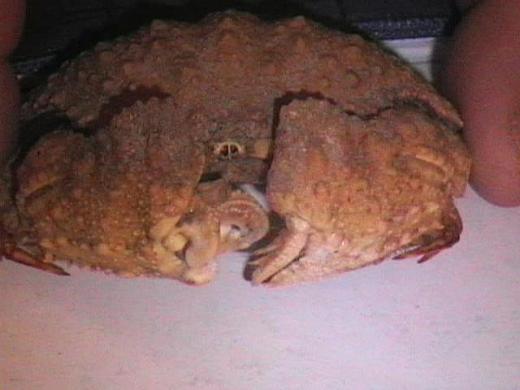 calappa hepatica from Madagascar 03.JPG